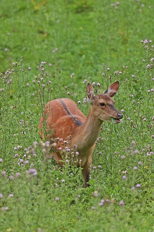 Sika deer (Cervus nippon), female