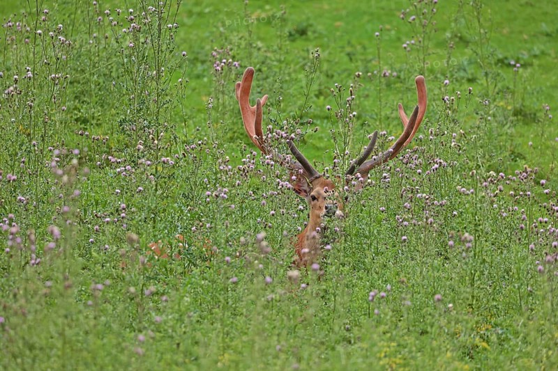 Sika deer (Cervus nippon), sika deer, male