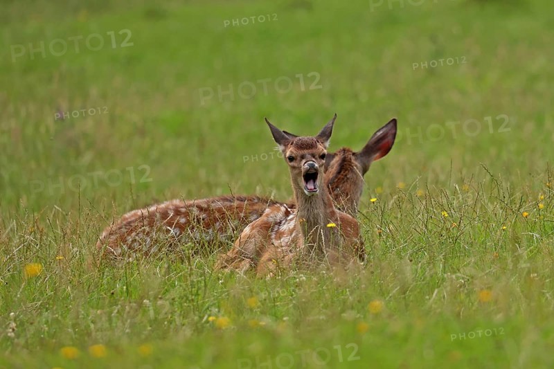 Red deer (Cervus elaphus), calves