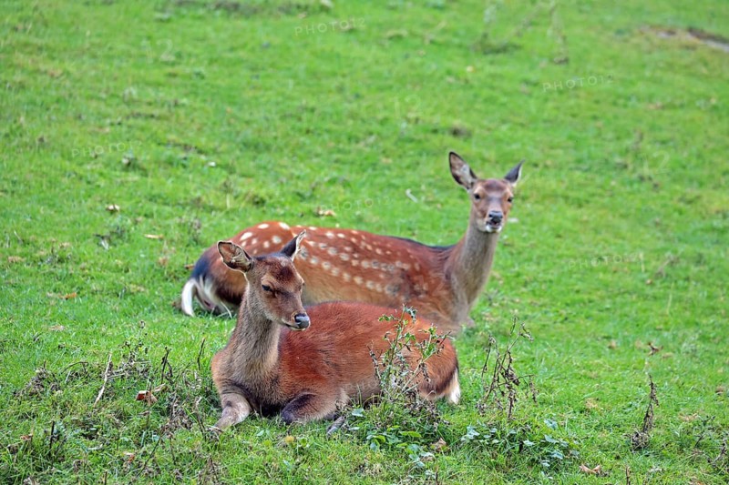 Sika deer (Cervus nippon), female