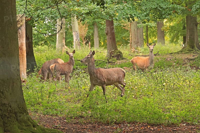 Red deer (Cervus elaphus), herd