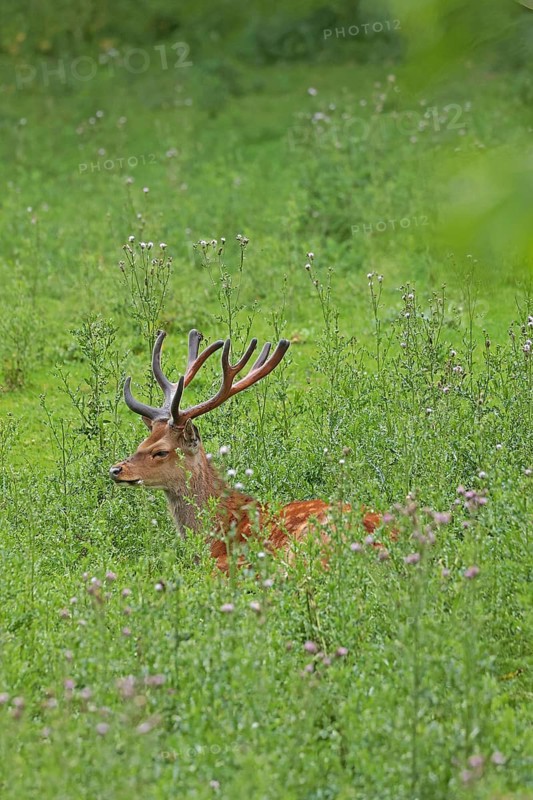 Sika deer (Cervus nippon), male
