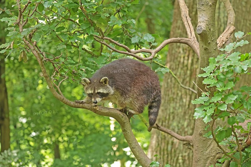 Raccoon (Procyon lotor)