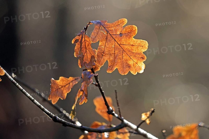 Oakleaf in backlight