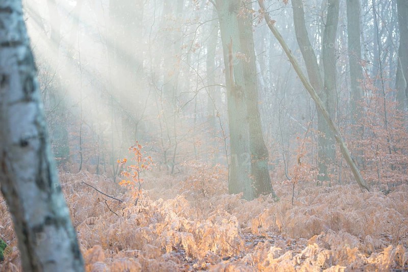 Rays of light penetrate the misty autumn forest, calm, mysterious mood, atmosphere, forest, soft morning light, frosty, sunlight, rays, trees, dead fern fronds, autumn leaves, morning, fern, sunbeams, mixed forest, copper beech (Fagus sylvatica), English oak (Quercus robur), birch (Betulus), bracken fern (Pteridium aquilinum), warm and cool colours, mystical, fog, silence, landscape, nature, autumn, nature reserve, FFH area Ilmenau, Lüneburg, Lower Saxony, Germany