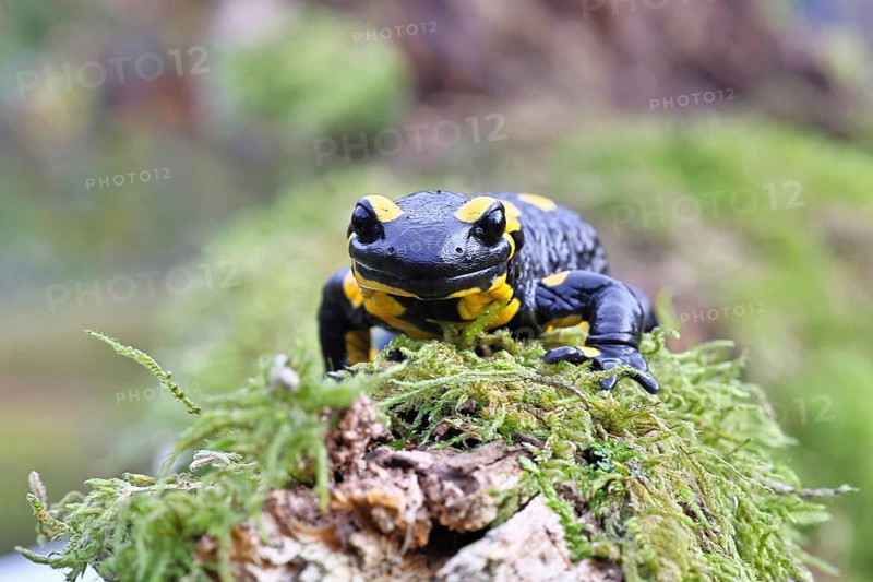 Fire salamander (Salamandra salamandra), running over moss, wildlife, looking into the camera, close-up, Wilnsdorf, North Rhine-Westphalia, Germany