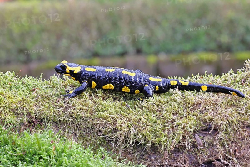 Fire salamander (Salamandra salamandra), running over mossy forest floor, wildlife, close-up, Wilnsdorf, North Rhine-Westphalia, Germany