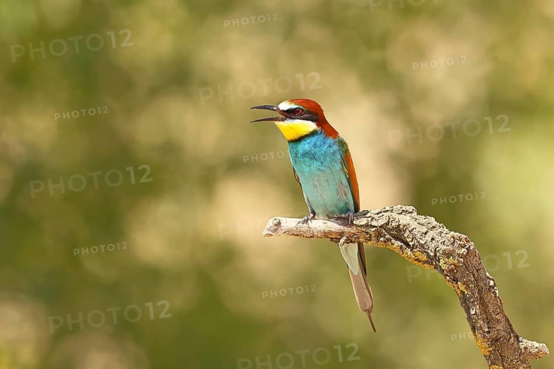 European bee-eater (Merops apiaster) sitting on a branch covered with green lichen, Lake Neusiedl, Burgenland, Austria