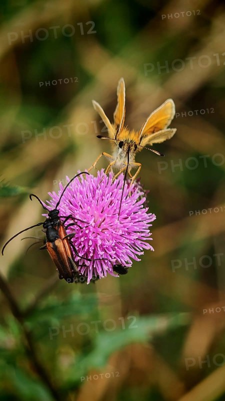 Brown-headed brown butterfly (thymelicus sylvestris) and two longhorned beetles (purpuricenus) mating on a purple flower, Rennsteig, Franconian Forest nature park Park