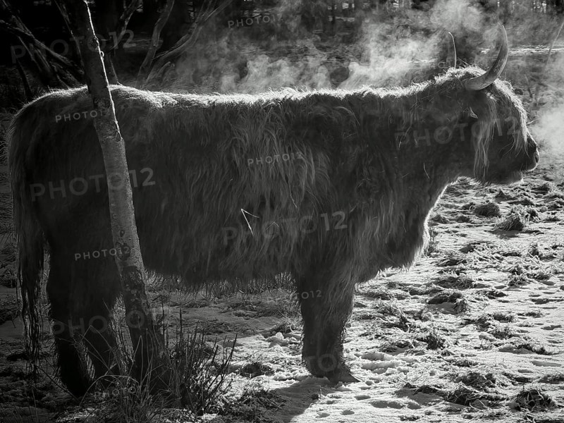 Silhouette of a highland bovine (bos taurus taurus) breathing in the cold, black and white photograph, Rennsteig, frankenwald nature park