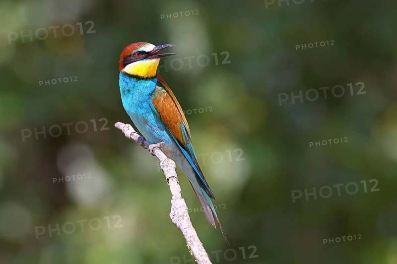 European bee-eater (Merops apiaster) sitting on a branch, Lake Neusiedl, Burgenland, Austria