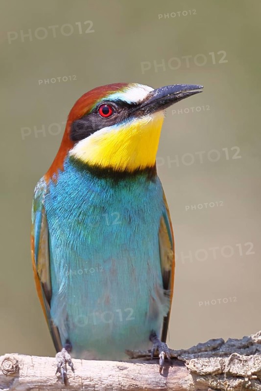European bee-eater (Merops apiaster) sitting on a branch, animal portrait, Lake Neusiedl, Burgenland, Austria
