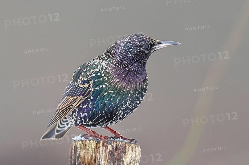 Starling (Sturnus vulgaris) adult bird in spotted winter plumage, sitting on a fence post, Wilnsdorf, North Rhine-Westphalia, Germany