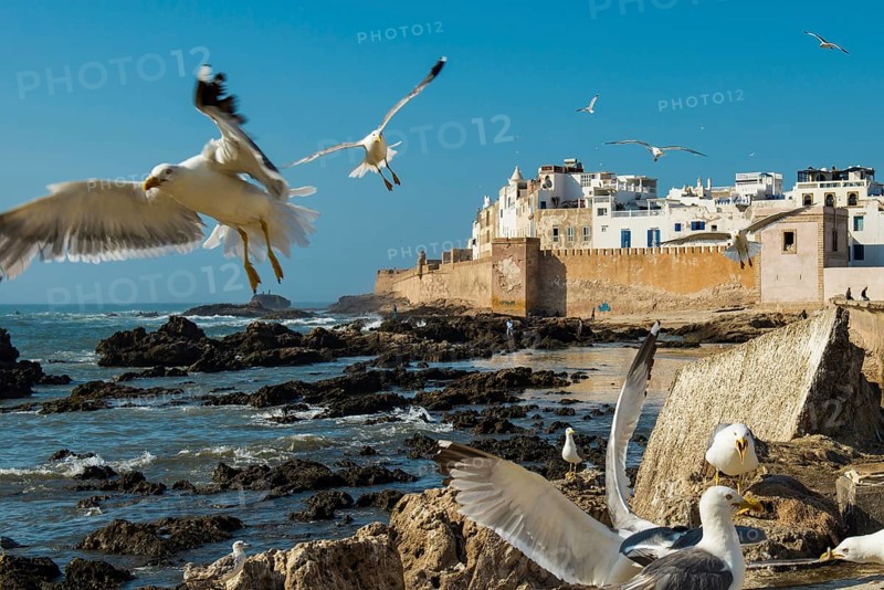 Fishermen and seagulls on the promenade, Essaouira, UNESCO World Heritage Site, Atlantic coast, Morocco