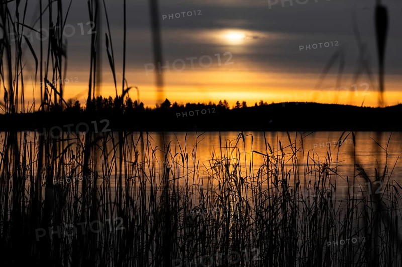 A calm lake at sunset with a yellowish cloudy sky and silhouettes of trees and reeds, Finland