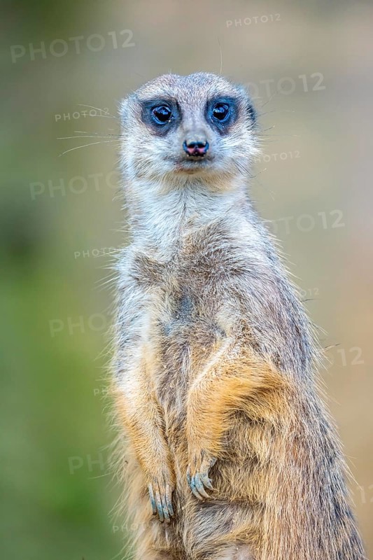 Meerkat, Suricata suricatta, in guard position, guard pose, observes the area surrounding the underground burrow