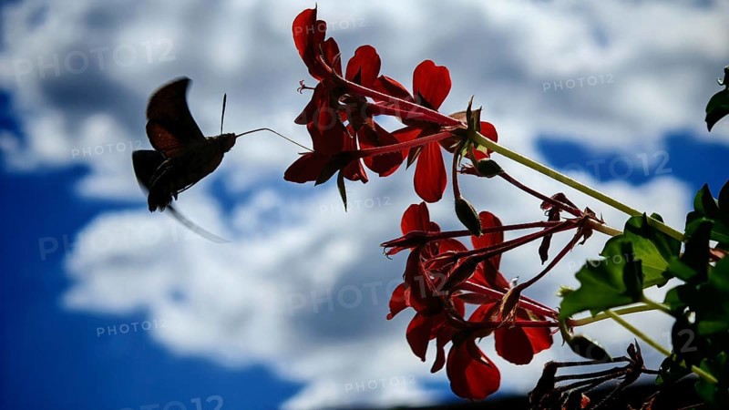 A butterfly, pigeon tail (macroglossum stellatarum) hovers in front of red flowers against a background of blue sky and white clouds, Upper Franconia, Germany