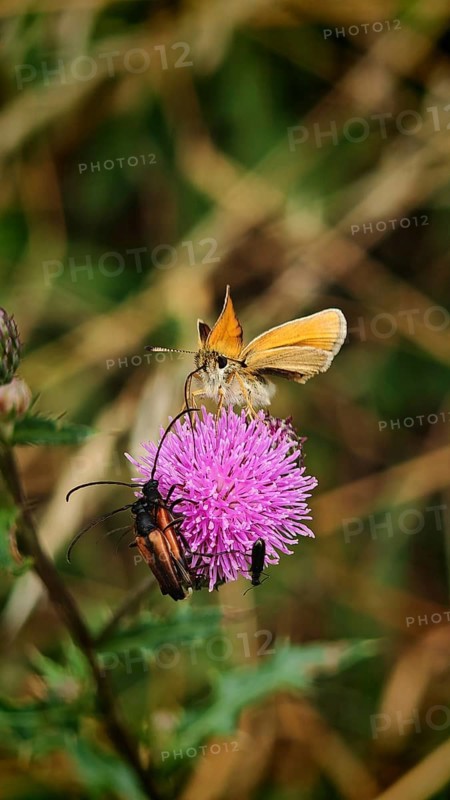 An orange-coloured butterfly, Black-collared brown butterfly (Thymelicus lineola) sitting on a purple flower with two red-necked moths (stictoleptura rubra) mating, Franconian Forest nature park Park, Germany