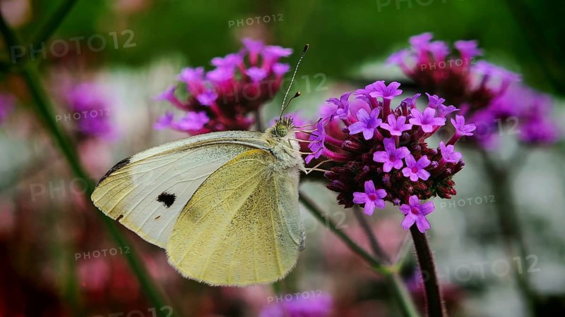 A butterfly, cabbage white butterfly (pieris rapae) resting on purple flowers of Purpletop vervain (verbena bonariensis) in close-up, Hof, Upper Franconia, Germany