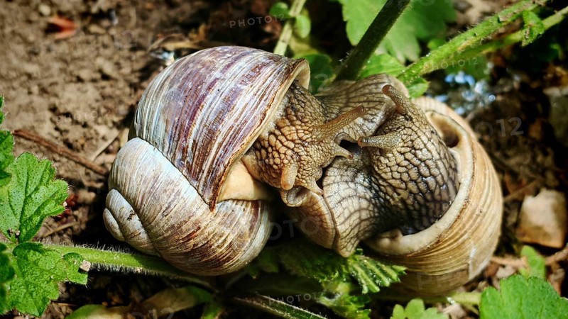Two vineyard snails (helix pomatia) mating on the ground and curled into each other, Franconian Forest nature park Park, Germany