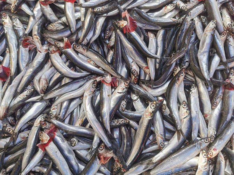 Freshly caught silver fish piled together in a large group, shiny scales, anchovies (engraulidae), Kemer, Turkey