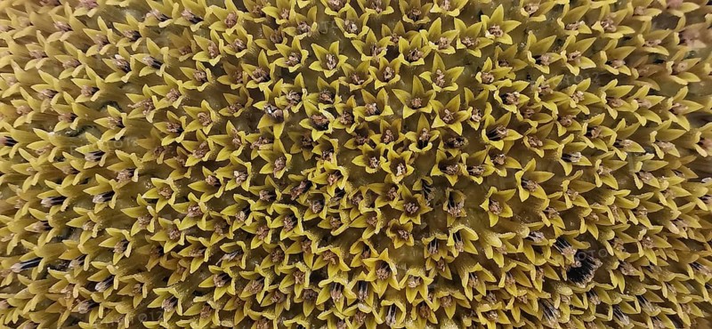 Close-up of yellow flower structures with numerous pointed shapes, sunflowers (helianthus annuus), Franconian Forest nature park Park, Germany