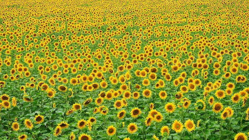 Extensive sunflower field with bright yellow heads under blue sky, natural view, Hungary