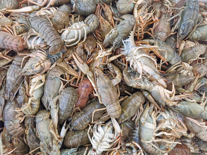 A collection of fresh crabs (Cancri) mixed together, natural colours and details, Kemer, Turkey