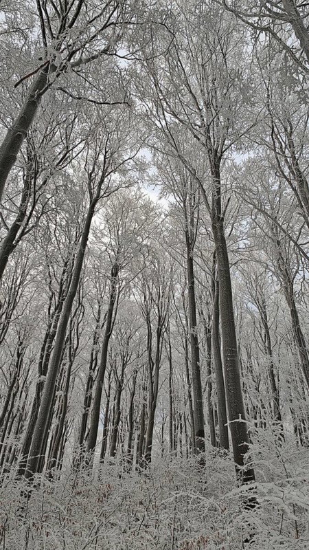Wintery forest with snow-covered trees and a quiet, almost mystical atmosphere