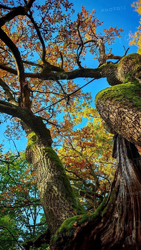 Tree view with moss-covered branches and autumn leaves under blue sky