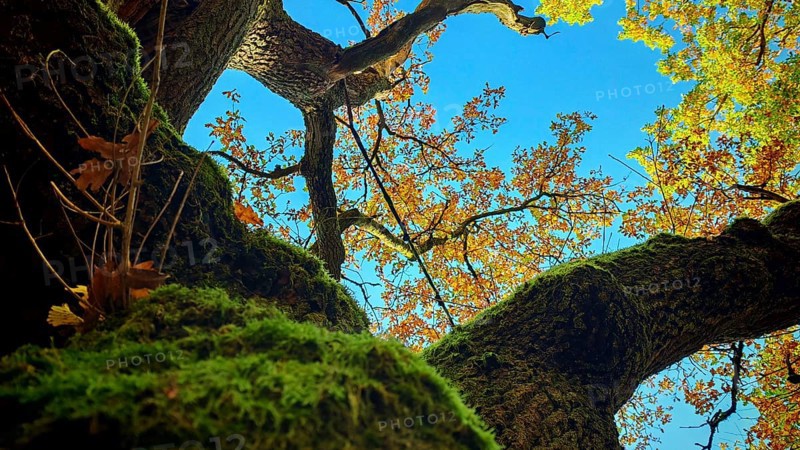 View of a tree with moss-covered branches and autumn leaves in various colors against a blue sky