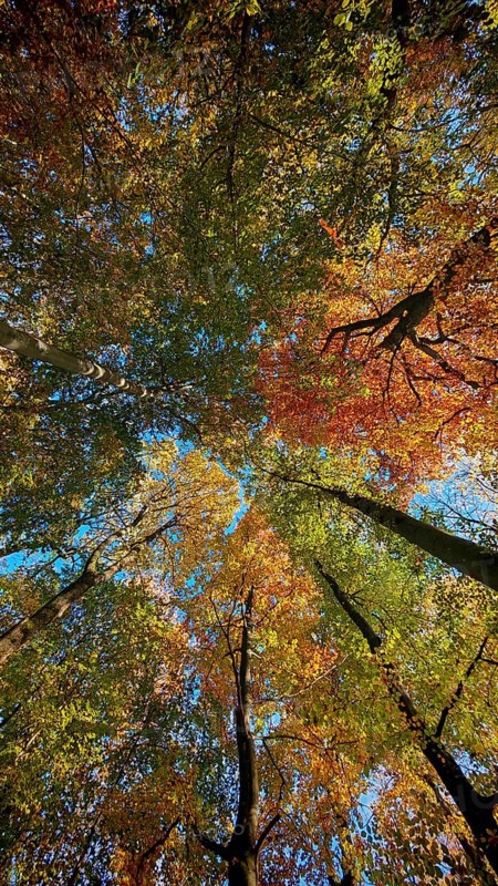 Colourful leaf coat in autumn, brightened by bright sunshine and blue skies