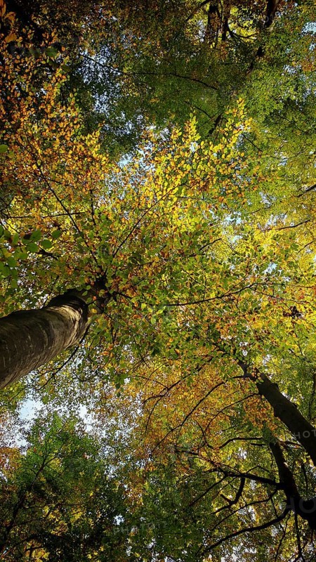View of treetops with yellow and green leaves in forest, Hainich National Park, Germany