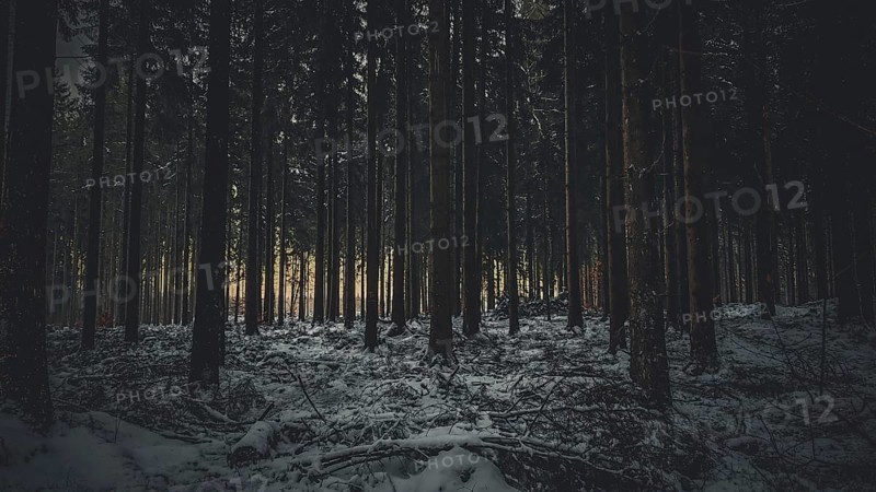 Snow-covered forest scene at dusk with shady trees and quiet, mystical atmosphere, Fichtelgebirge, Germany
