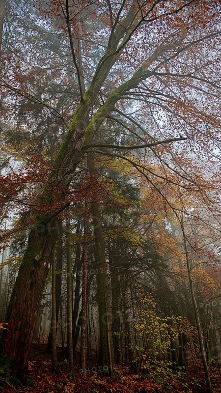 A large tree rises high in a foggy, romantic, autumnal forest, Franconian Forest, Germany
