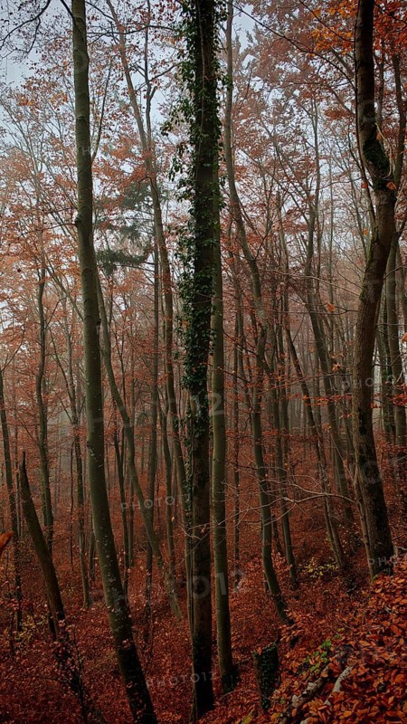 Bare trees with autumn leaves create a dreamy forest atmosphere, Frankenwald, Germany
