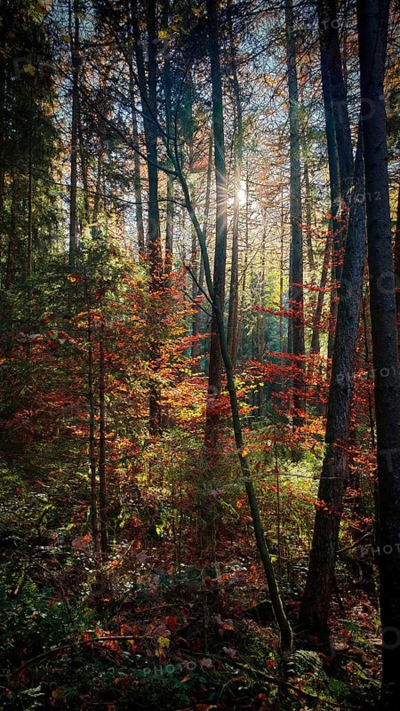 Sunrays penetrate the colorful autumn leaves in a dense romantic forest, Franconian Forest