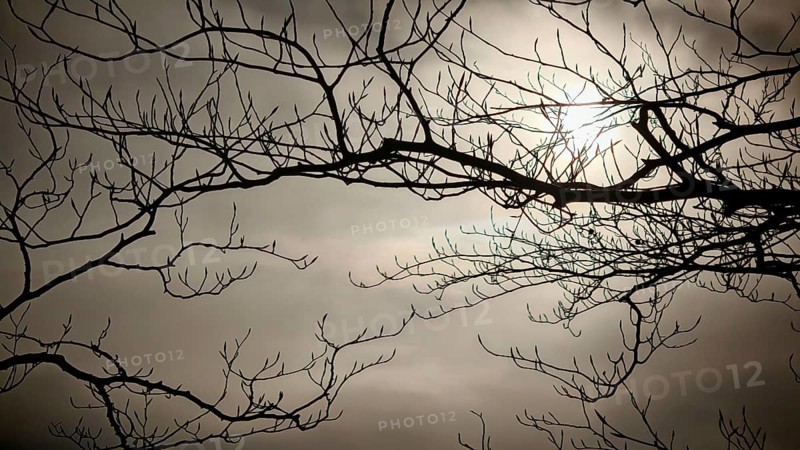 Branches against a cloudy sky with visible sun, Frankenwald, Germany