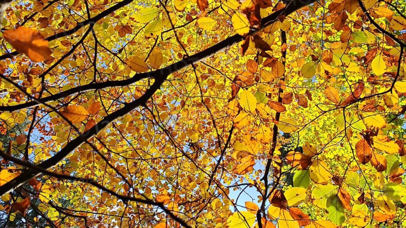 Golden and brown autumn leaves in sunshine creating a warm atmosphere, Frankenwald, Germany