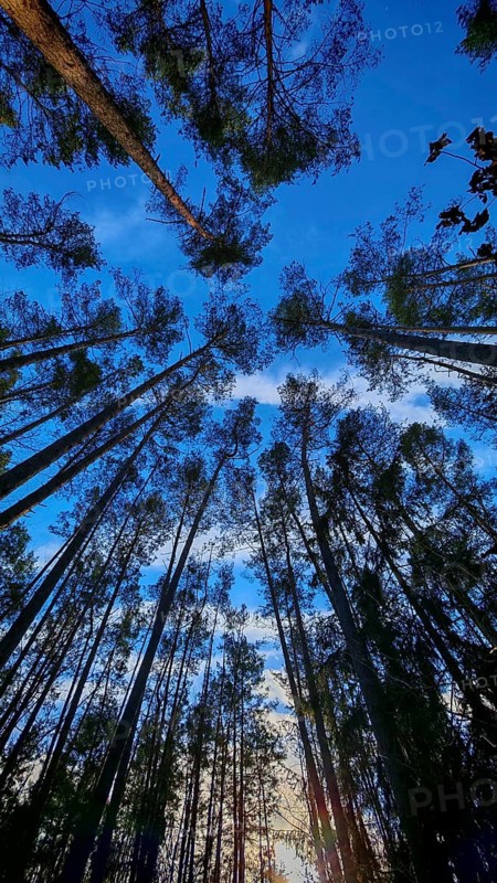 Tall trees against a deep blue sky in the forest, Frankenwald, Germany