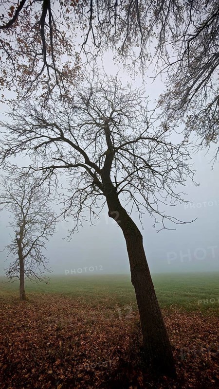 A leafless tree in a foggy, autumnal park, Frankenwald, Germany