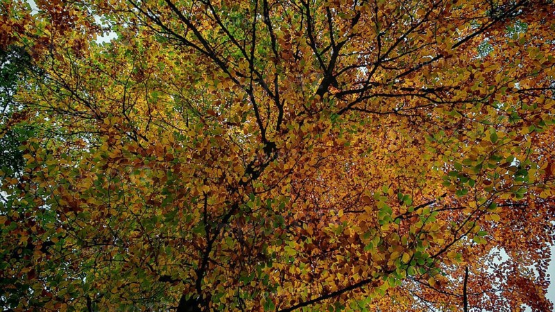 Dense treetops with yellow autumn leaves and sporadic greenery, Frankenwald, Germany