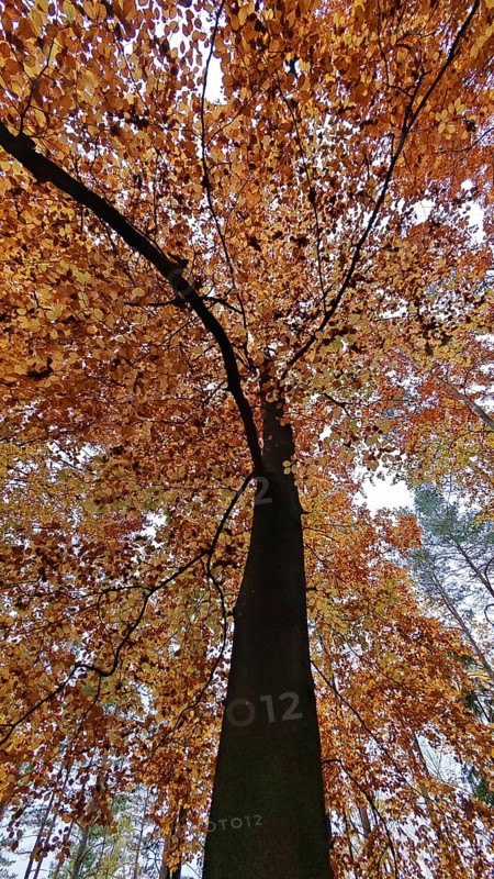 Close-up of a tree with thick orange autumn leaves, Frankenwald, Germany