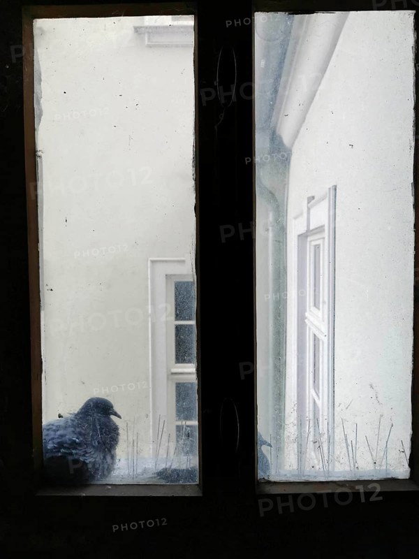 A dove sits on an old window sill and looks into a courtyard