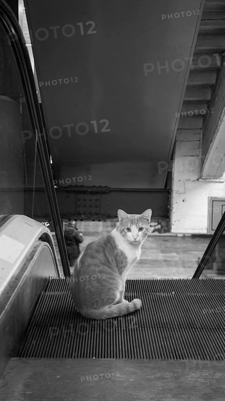 Cat sitting on an escalator in an urban setting, black and white photography