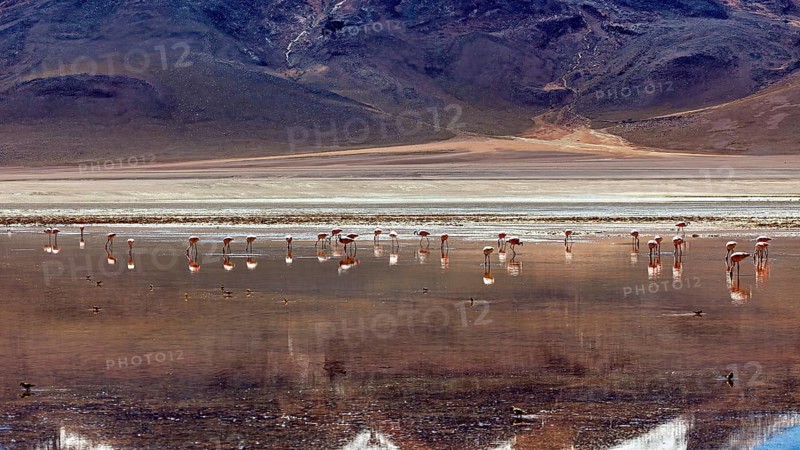 A group of flamingos stands in the water of a vast desert landscape against a mountainous backdrop, The James flamingo in the Laguna Colorada in the Altiplano Bolivia (Phoenicoparrus jamesi)