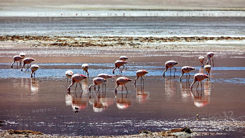Flamingos wading in the shallow water of a desert landscape, their reflections mirrored in the water, The James flamingo in the Laguna Colorada in the Altiplano Bolivia (Phoenicoparrus jamesi)