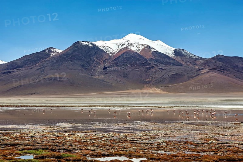 Snowy mountains with flamingos on a salt lake surrounded by quiet desert landscape, The landscape of the Altiplano in Bolivia