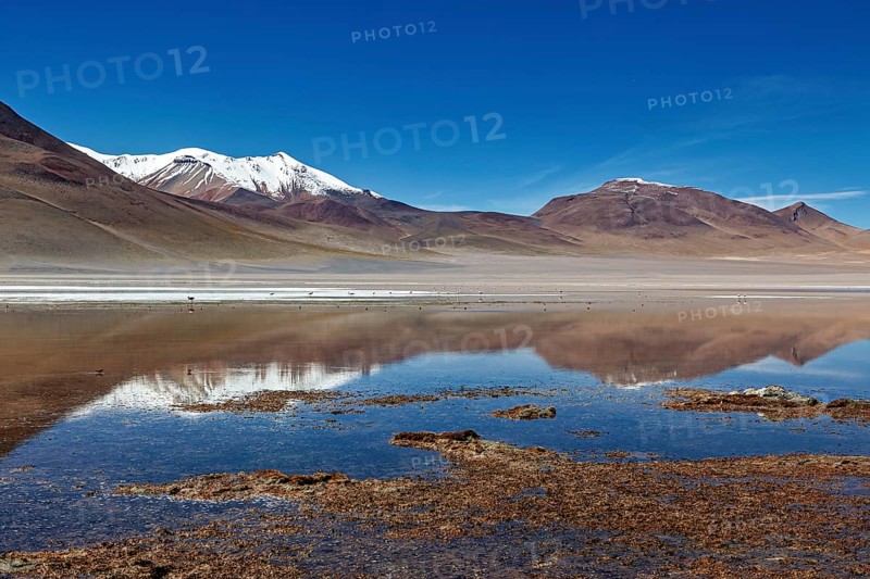 A calm lake reflects snow-capped mountains surrounded by desert-like, open spaces under a clear sky, The Laguna Colorada in Altiplano in Bolivia