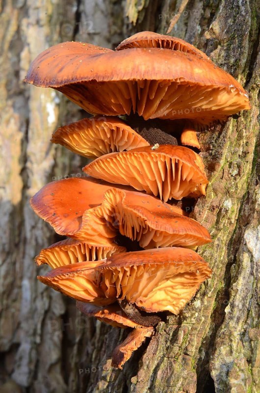 Sulphur Polypore (Laetiporus sulphureus) on tree trunk in Skåne county, Sweden, Scandinavia